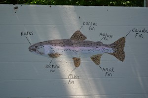 Conservation shed artwork